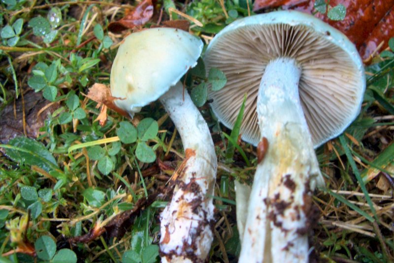 Hygrocybe psttacina ?